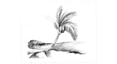 椰岛风情的素描画法步骤图示04