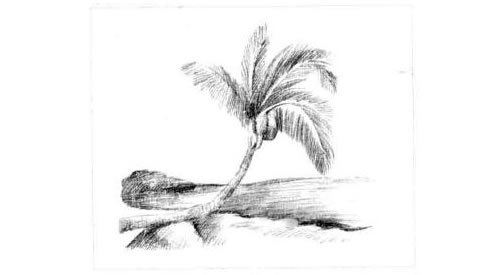 椰岛风情的素描画法步骤图示05