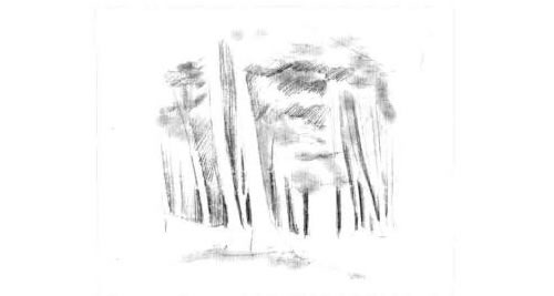 森林美景的素描画法步骤图示03