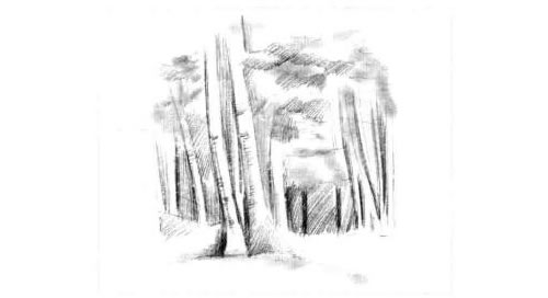 森林美景的素描画法步骤图示04