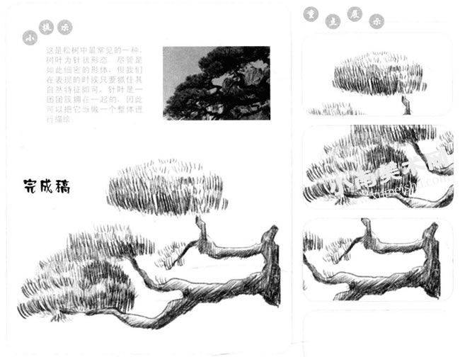 松树的素描画法步骤图示