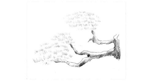 松树的素描画法步骤图示02