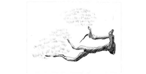 松树的素描画法步骤图示03