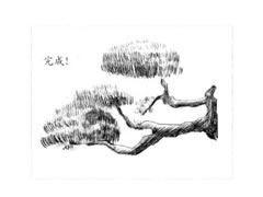 【植物素描】松树的素描画法步骤图示