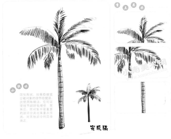棕榈树的素描画法步骤图示