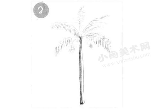 棕榈树的素描画法步骤图示02
