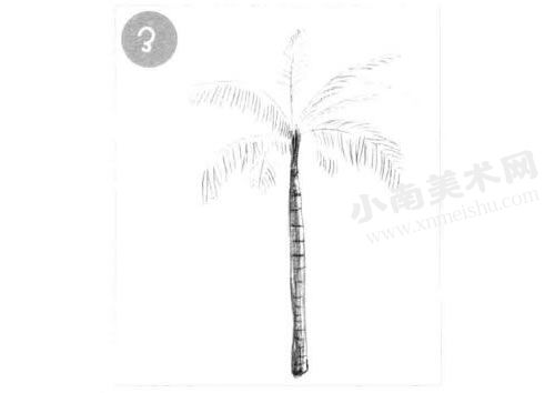 棕榈树的素描画法步骤图示03