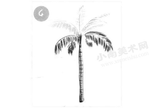棕榈树的素描画法步骤图示04