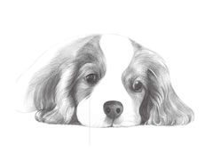 【动物素描】慵懒的狗狗素描画法步骤图示