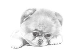 【动物素描】沉思的狗狗素描画法步骤图示