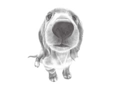 【动物素描】呆萌的狗狗素描绘制步骤图示