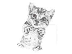 【动物素描】乖巧的猫咪素描画法步骤图示