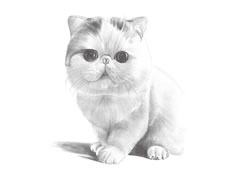 【动物素描】安静的猫咪素描绘制步骤图示