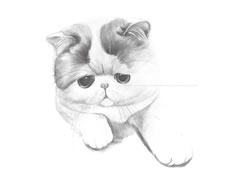 【动物素描】慵懒的猫咪素描绘制步骤图示