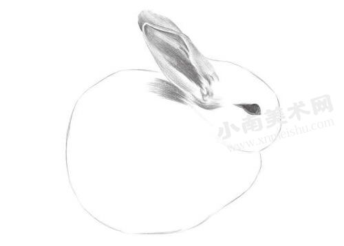 小耳兔的素描绘制步骤图示02