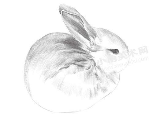 小耳兔的素描绘制步骤图示04