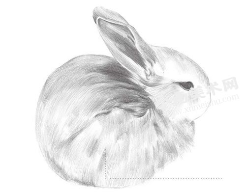 小耳兔的素描绘制步骤图示05