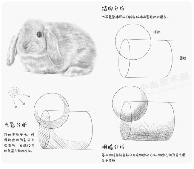 大耳兔的素描绘制步骤图示