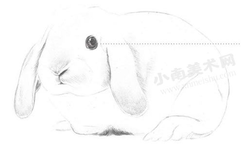 大耳兔的素描绘制步骤图示03