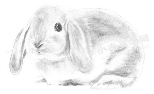 大耳兔的素描绘制步骤图示04