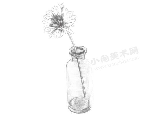 小雏菊的素描画法步骤图示04