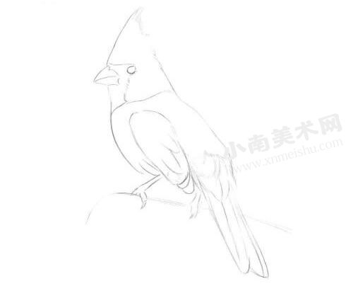 啄木鸟的铅笔素描绘制步骤图示01