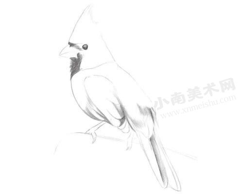 啄木鸟的铅笔素描绘制步骤图示02