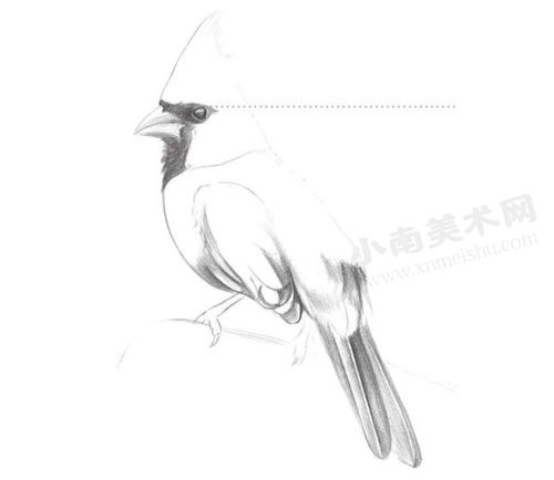 啄木鸟的铅笔素描绘制步骤图示03