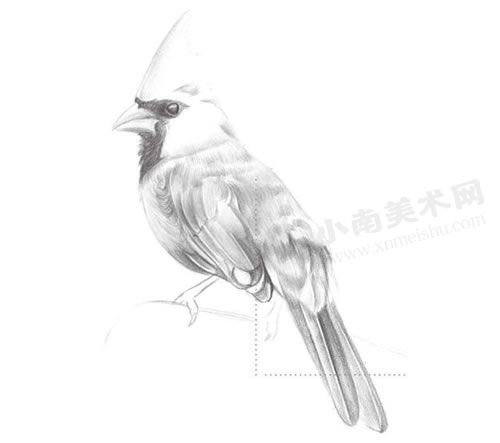 啄木鸟的铅笔素描绘制步骤图示05