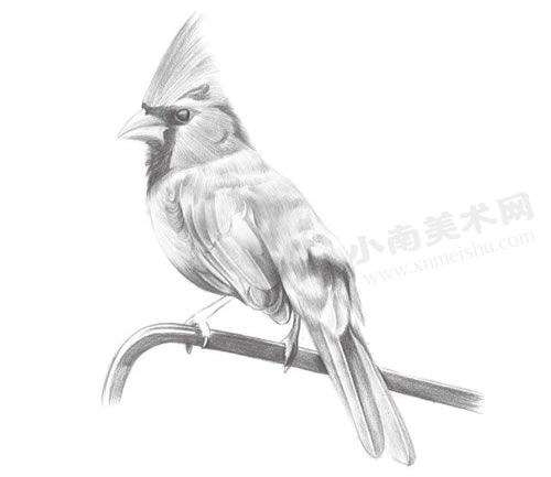 啄木鸟的铅笔素描绘制步骤图示07