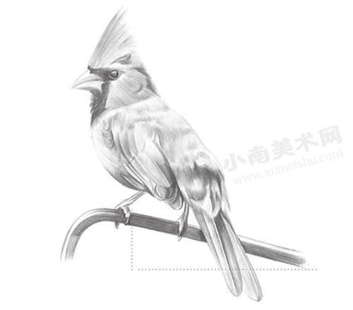 啄木鸟的铅笔素描绘制步骤图示08