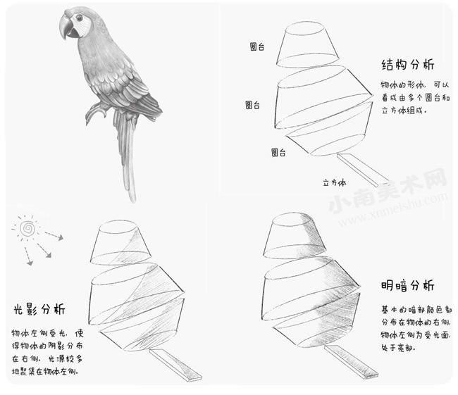 鹦鹉的铅笔素描画法步骤图示