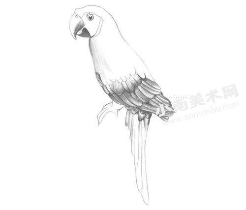 鹦鹉的铅笔素描画法步骤图示03