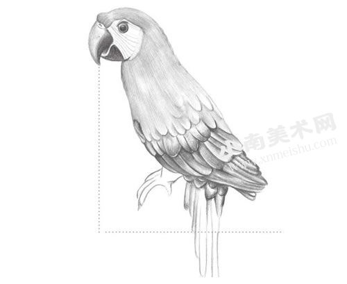 鹦鹉的铅笔素描画法步骤图示05