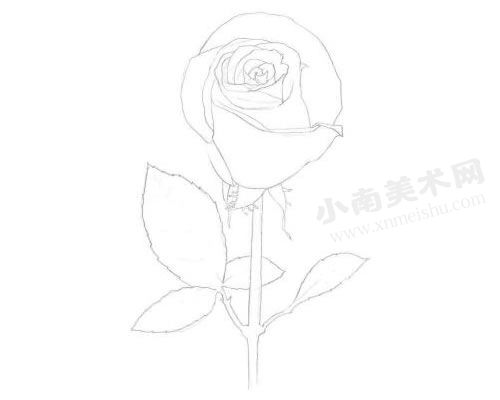 玫瑰的素描绘制步骤图示02