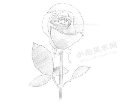 玫瑰的素描绘制步骤图示03