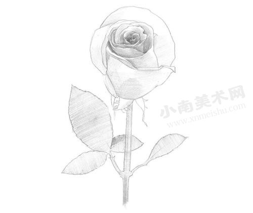 玫瑰的素描绘制步骤图示04