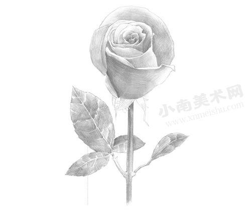 玫瑰的素描绘制步骤图示06