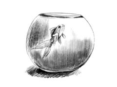 鱼缸里的金鱼素描画法步骤图示