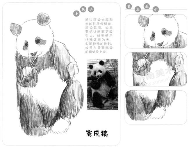 吃竹子的熊猫素描画法步骤图示