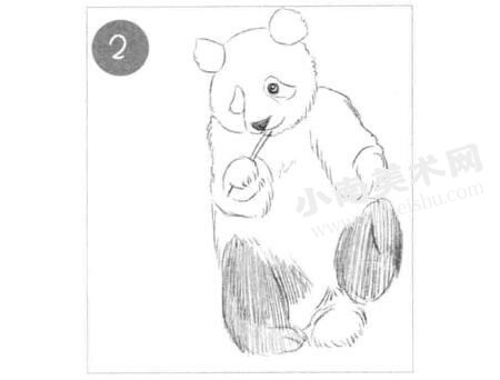 吃竹子的熊猫素描画法步骤图示02