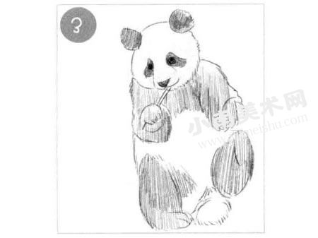 吃竹子的熊猫素描画法步骤图示03