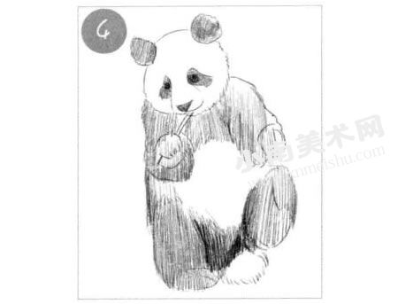 吃竹子的熊猫素描画法步骤图示04