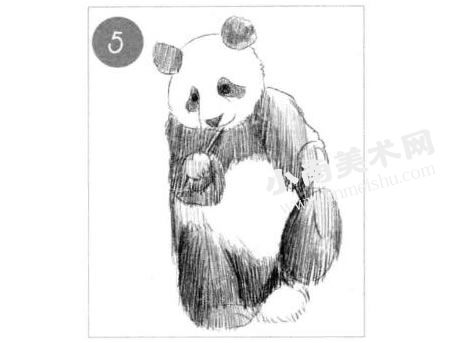 吃竹子的熊猫素描画法步骤图示05