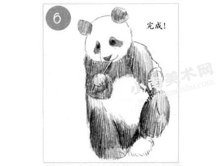 吃竹子的熊猫素描画法步骤图示06