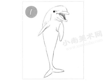 微笑的海豚素描画法步骤图示01