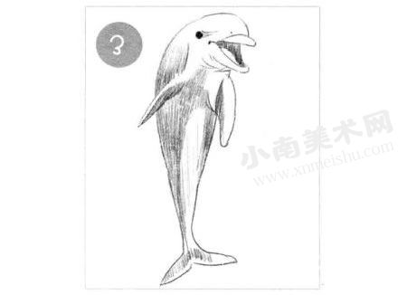 微笑的海豚素描画法步骤图示03