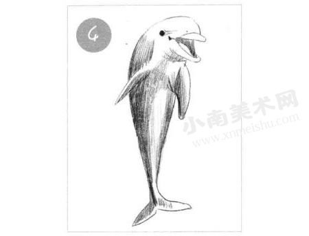 微笑的海豚素描画法步骤图示04
