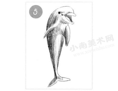 微笑的海豚素描画法步骤图示05