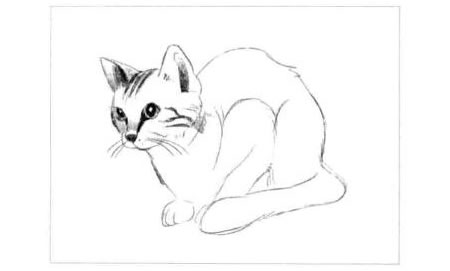 短尾猫的素描画法步骤图示02
